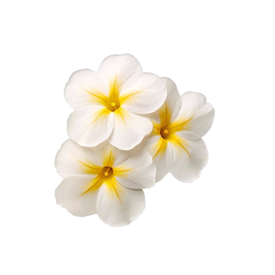 Frangipani.jpg