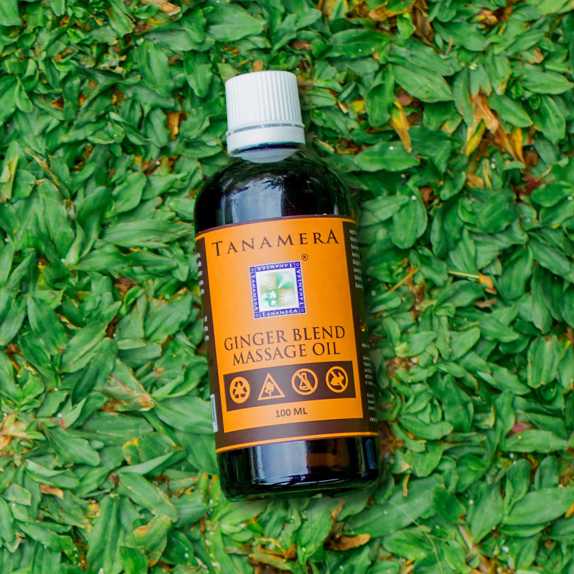 tanamera natural ginger blend massage oil with ginger