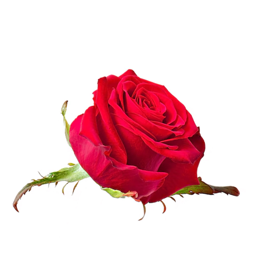 Kashmiri-Rose.jpg