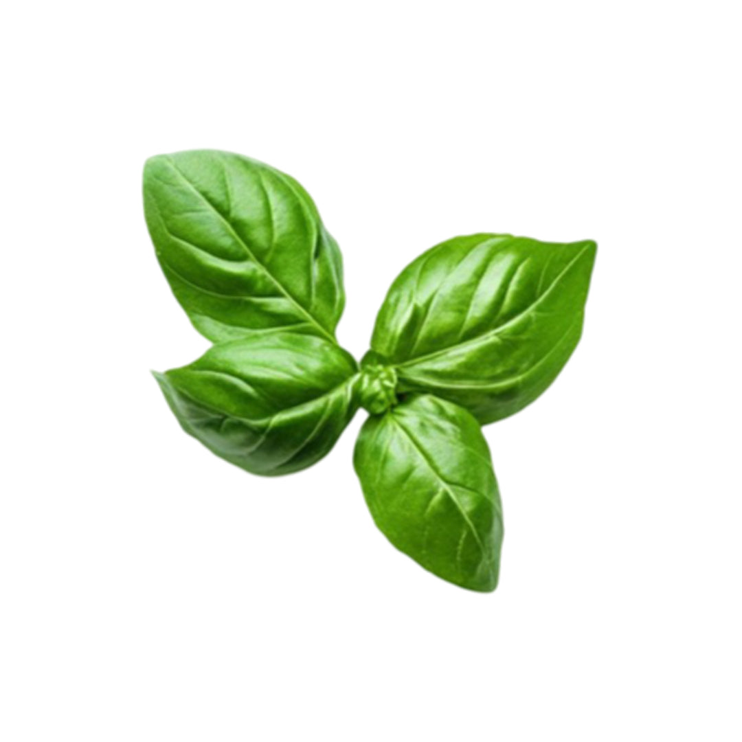 Sweet-Basil.jpg
