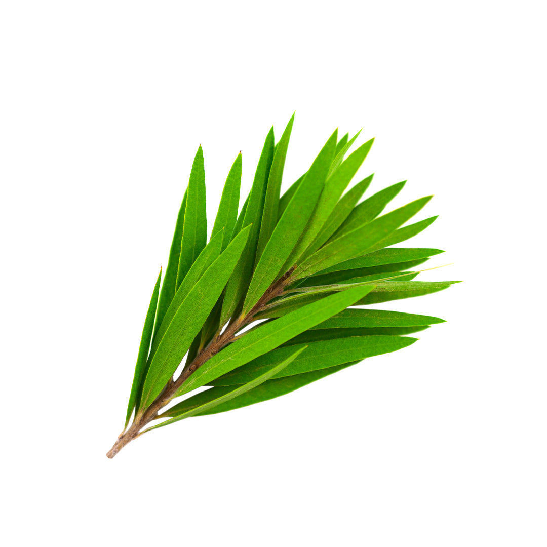 Tea-Tree.jpg
