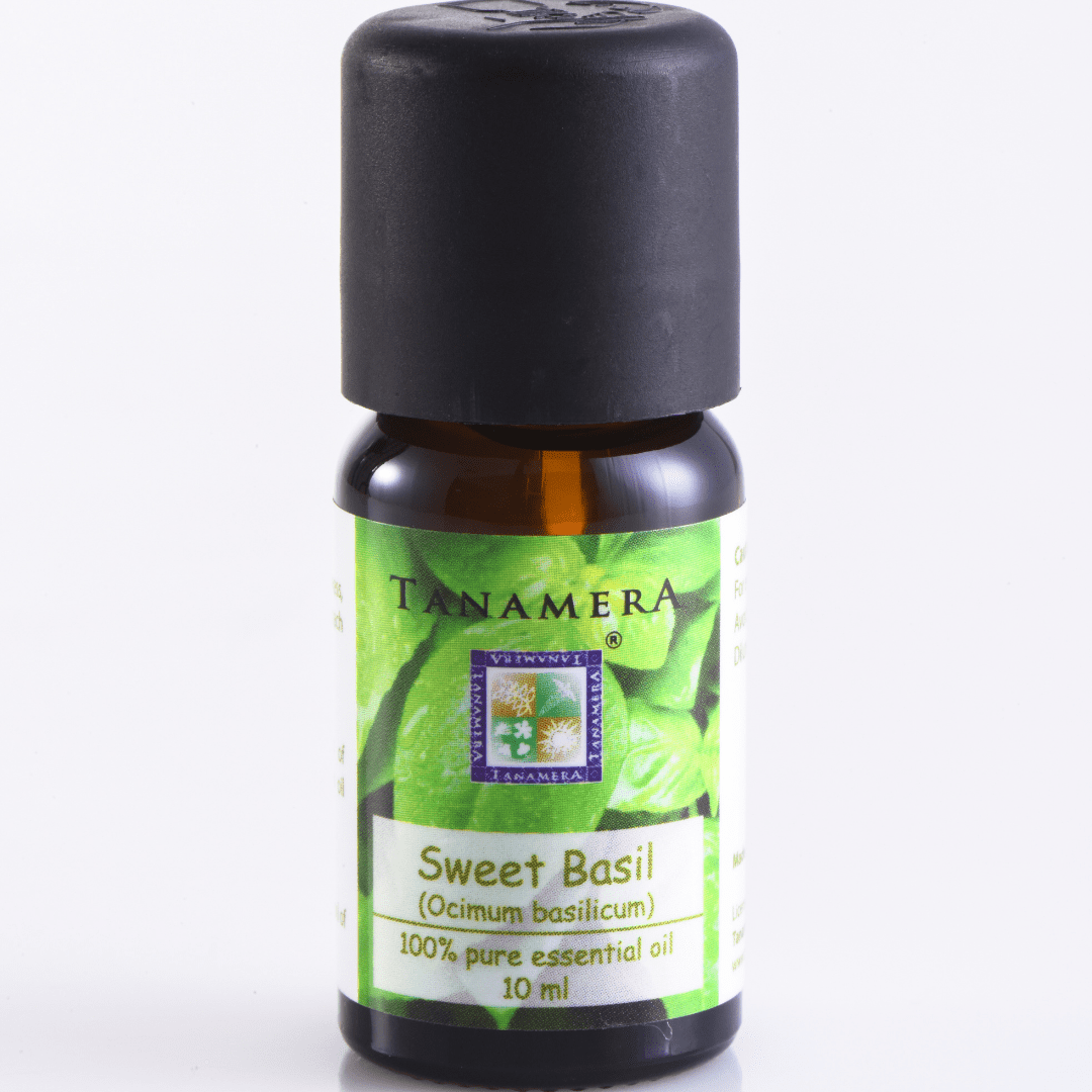 Sweet Basil Essential Oil